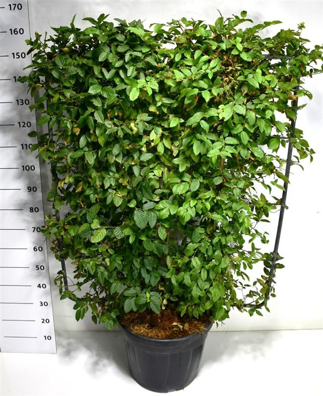 Carpinus betulus - 130-140 CM Piramide Cont.